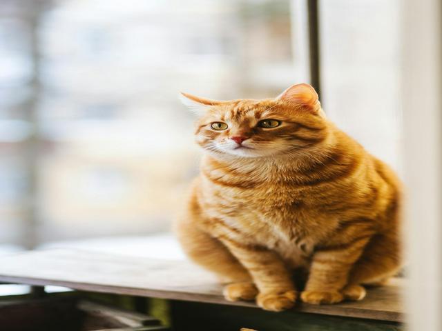 Simba