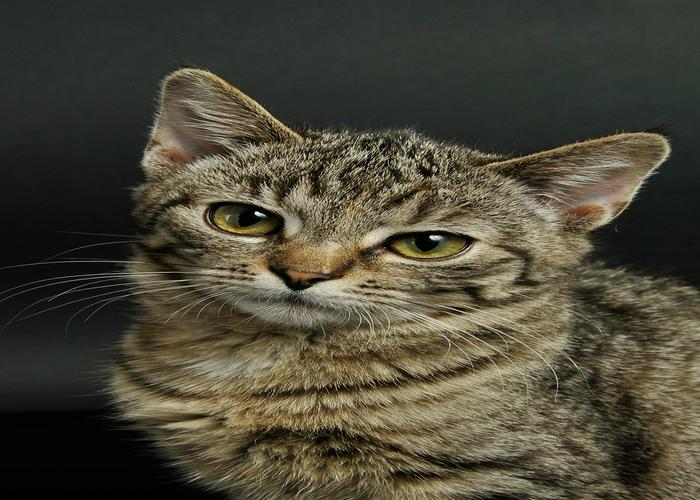 Sample Kitten