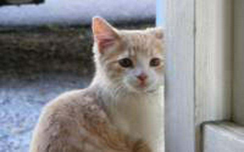 adorable kitten